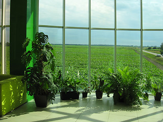 Image showing window of the office and field