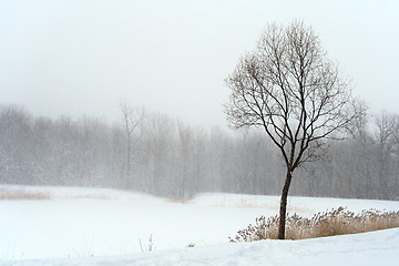 Image showing Tree in misty haze of winter blizzard