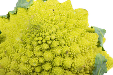 Image showing Closeup of Romanesco broccoli