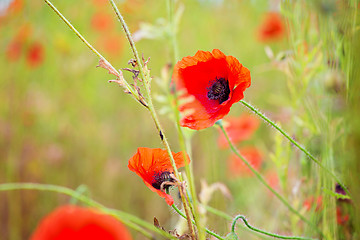 Image showing Tender shot of red poppies