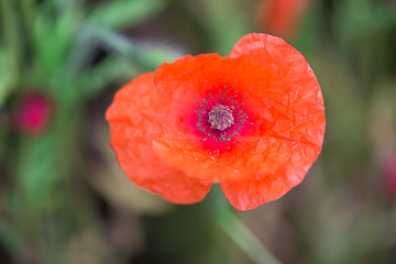 Image showing Macro shot of red poppies