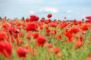 Image showing Field with red papavers