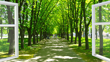 Image showing window opened to the park with many green trees