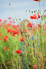 Image showing Tender shot of red poppies