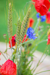 Image showing Bunch of of red poppies