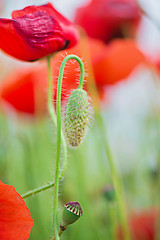 Image showing Tender shot of red poppies