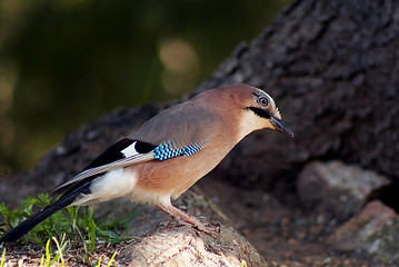 Image showing jay