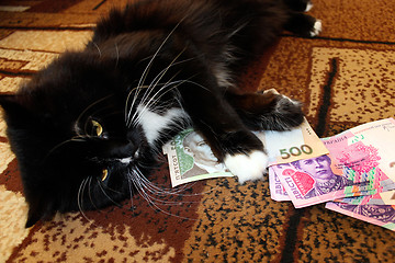 Image showing cat lying on the carpet with Ukrainian money