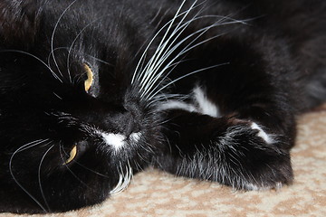Image showing black cat lying on the floor