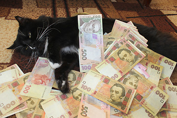 Image showing cat lying on the carpet with Ukrainian money