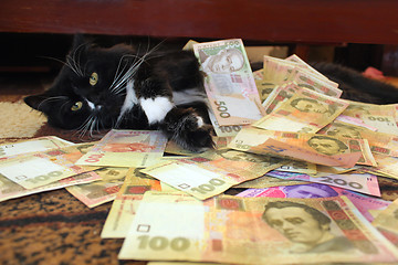 Image showing cat lying on the carpet with Ukrainian money