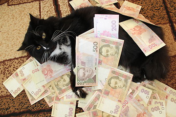 Image showing cat lying on the carpet with Ukrainian money