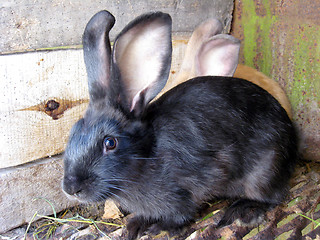 Image showing small nice rabbits