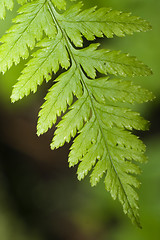 Image showing Fern leaf macro