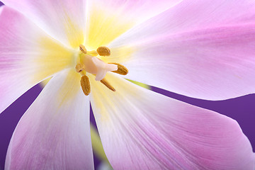 Image showing Close-up single tulip flower