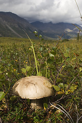 Image showing Mushroom at highland plain