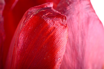 Image showing Close up beautiful red tulip flower