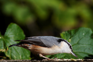 Image showing nuthatch