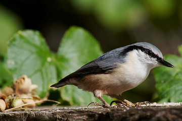 Image showing nuthatch