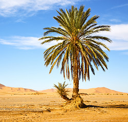 Image showing palm in the  desert oasi morocco sahara africa dune