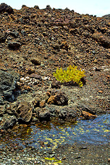 Image showing hervideros brown rock in white coast plant