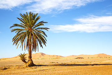 Image showing palm in the  desert oasi morocco 