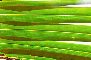 Image showing   leaf  abstract  thailand in the light   