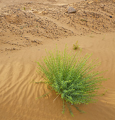 Image showing palm in the  desert oasi morocco sahara africa dune