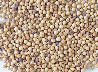 Image showing white pepper