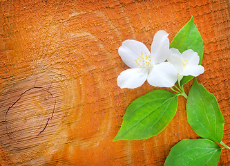 Image showing jasmin on wooden background