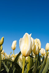 Image showing White tulips