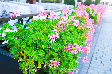 Image showing Flowerpot with lilac flowers in outdoor cafe