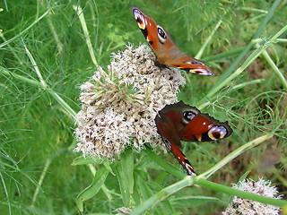 Image showing Butterflies in garden