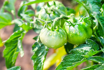 Image showing green tomato