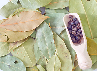 Image showing laurel leaves