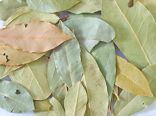 Image showing laurel leaves