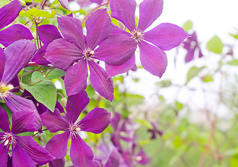 Image showing clematis