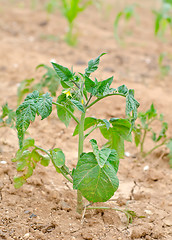 Image showing potato