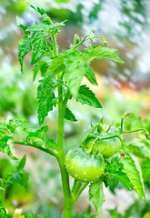 Image showing green tomato