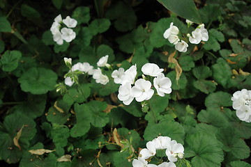 Image showing Flowers in park