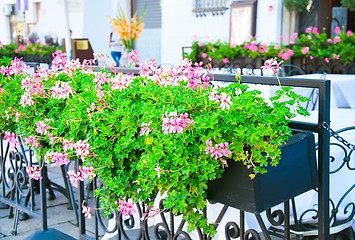 Image showing Flowerpot with lilac flowers in outdoor cafe