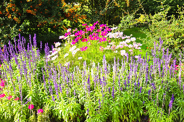 Image showing Flowers