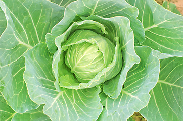 Image showing cabbage