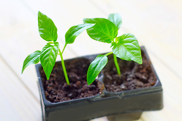 Image showing seedling