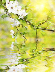 Image showing spring flowers