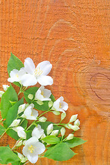 Image showing jasmin on wooden background