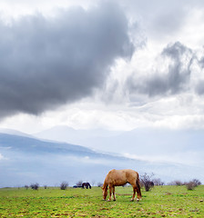 Image showing horses