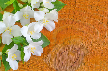 Image showing jasmine spring flowers frame on white background