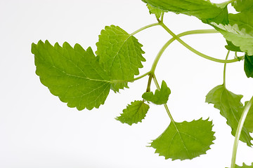 Image showing Lemon Balm Leaves