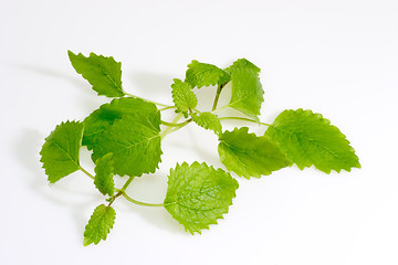 Image showing Lemon Balm